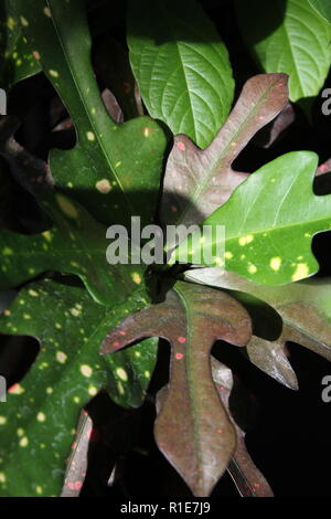 Codiaeum variegatum, croto giardino, croto variegato che cresce nel prato. Foto Stock