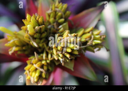 Guzmania ibrido, pianta d'aria tufted, verde fogliame che cresce nel giardino dei fiori. Foto Stock