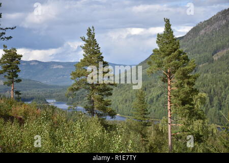 Norwegen, Alvdal, Fluss, Tal, Wald, Glåma, Elchregion, Bjøråa, Elch, Riese, Storelgen Elg, Stor-Elvdal, Elvdal, Straße, 3, Straße 3, Tal, Hauptstraße Foto Stock