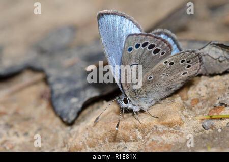 Blu argenteo, Glaucopsyche lygdamus, fango-copertura maschio Foto Stock