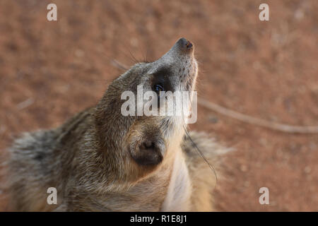 Meerkat con il suo naso ha evidenziato lo sniffing l'aria. Foto Stock