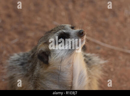 Meerkat agendo come sentry sniffing l'aria per gli intrusi. Foto Stock