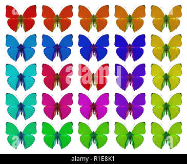 Farfalle che mostra il concetto di colori, folla, differenza, gradiente, ripetizione Foto Stock