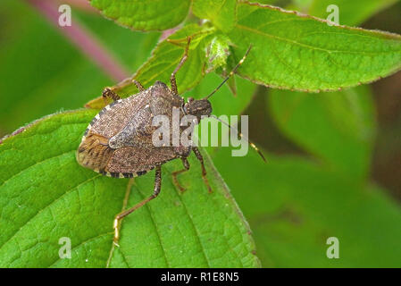 In tutto il mondo di pest marmorated marrone stink bug Halyomorpha halys (adulti). Foto Stock