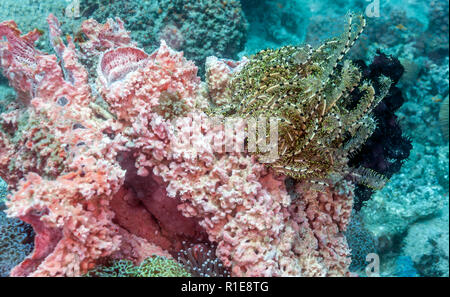 Crinoidi sono animali marini che compongono la classe Crinoidea Foto Stock