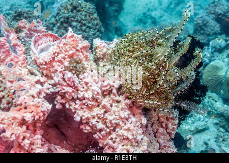 Crinoidi sono animali marini che compongono la classe Crinoidea Foto Stock