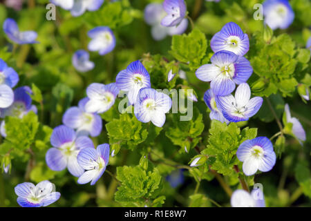 Fiori di Veronica persica (birdeye speedwell, campo comune-speedwell, persiano speedwell, ampio campo speedwell) Foto Stock