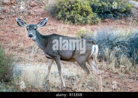 White-tailed deer,Odocoileus virginianus,noto anche come il culbianco o Virginia deer Foto Stock
