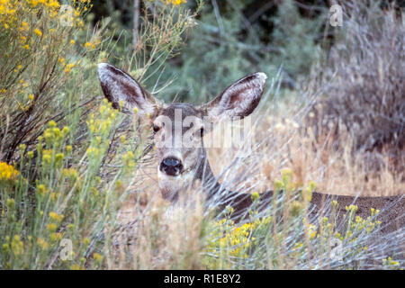 White-tailed deer,Odocoileus virginianus,noto anche come il culbianco o Virginia deer Foto Stock