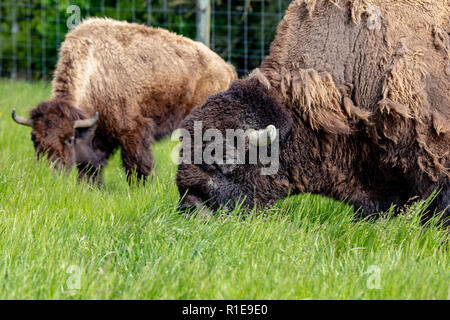 Bisonti americani il pascolo in un campo in primavera, Canterbury, Nuova Zelanda Foto Stock