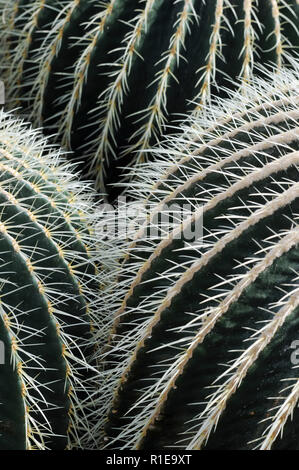 Il golden barrel cactus, Echinocactus grusonii, è nativo di Messico ma comunemente è cresciuto come un deserto decorativi o a basso contenuto di acqua da giardino di piante di accento. Foto Stock