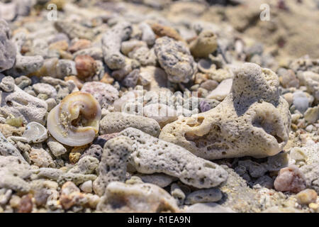 Configurazione di macro da pozzi e pezzi di coralli sulla spiaggia Foto Stock