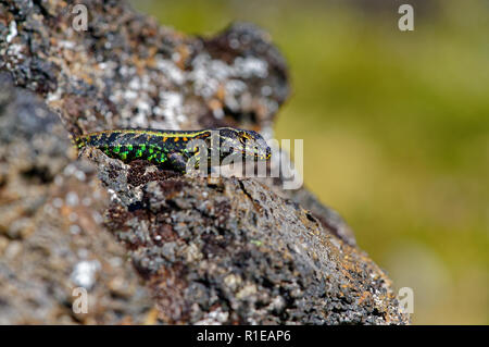 Lizard su una roccia vulcanica, sulle alture del vulcano Antillanca Foto Stock