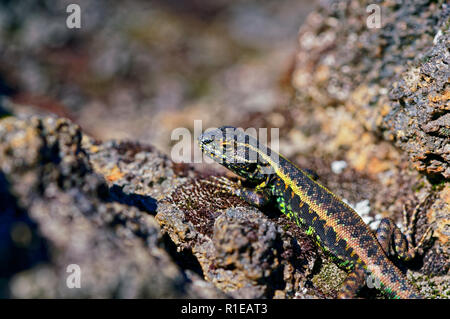 Lizard su una roccia vulcanica, sulle alture del vulcano Antillanca Foto Stock