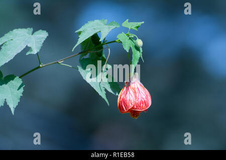 Bella rossa singola appeso ramo di fiori Foto Stock