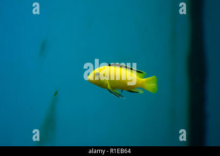 Di colore giallo brillante piccolo grazioso pesci di acquario Foto Stock