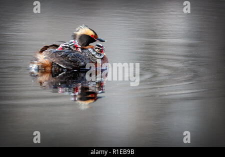 Il nero a collo svasso (Podiceps nigricollis), noto in Nord America come il eared grebe Foto Stock
