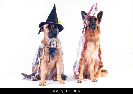 Due grandi cani cane corso e pastore tedesco su sfondo bianco in costume di wizard in capsule Foto Stock