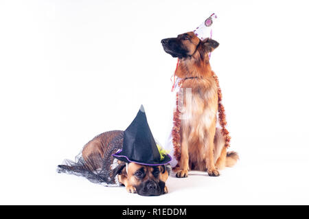 Due grandi cani cane corso e pastore tedesco su sfondo bianco in costume di wizard in capsule Foto Stock