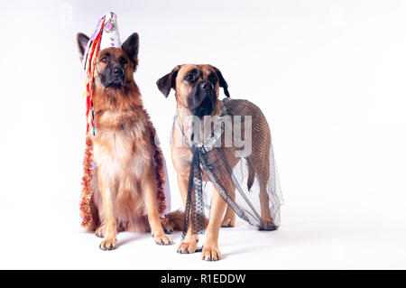 Due grandi cani cane corso e pastore tedesco su sfondo bianco in costume di wizard in capsule Foto Stock