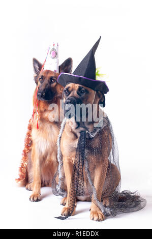 Due grandi cani cane corso e pastore tedesco su sfondo bianco in costume di wizard in capsule Foto Stock