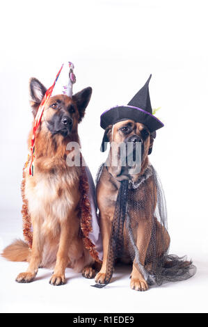 Due grandi cani cane corso e pastore tedesco su sfondo bianco in costume di wizard in capsule Foto Stock