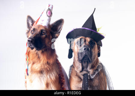 Due grandi cani cane corso e pastore tedesco su sfondo bianco in costume di wizard in capsule Foto Stock