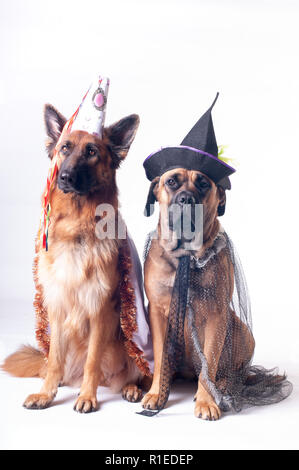 Due grandi cani cane corso e pastore tedesco su sfondo bianco in costume di wizard in capsule Foto Stock