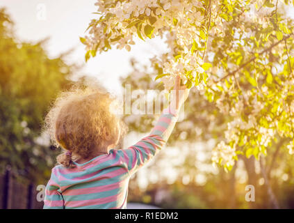 Messa a fuoco selettiva sul giovane biondo capelli ricci ragazza raggiungendo un bellissimo albero di mele fiorisce in primavera all'aperto, la speranza del concetto. Golden ore di luce. Foto Stock