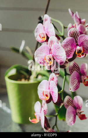 Bianco Rosa mix orchid in verde vaso di fiori su un vetro tavolo da giardino, all'aperto in estate. Foto Stock