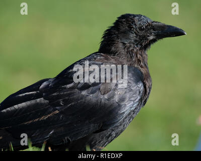 Un corvo è un uccello del genere Corvus, o più in generale è un sinonimo per tutti Corvus. Foto Stock