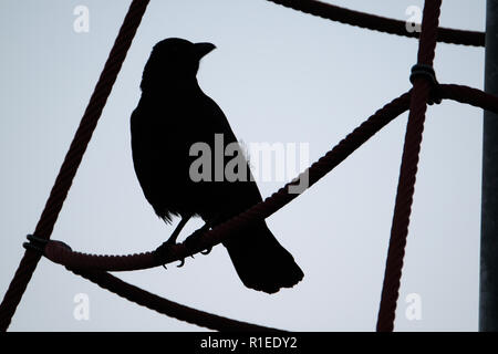 Un corvo è un uccello del genere Corvus, o più in generale è un sinonimo per tutti Corvus. Foto Stock