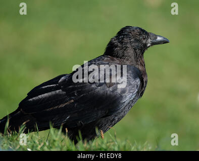 Un corvo è un uccello del genere Corvus, o più in generale è un sinonimo per tutti Corvus. Foto Stock