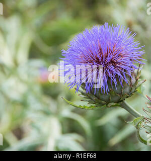 Viola sferica fiore di cardo in testa in una frontiera. Foto Stock