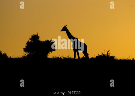 Una giraffa a camminare su una collina durante il tramonto Foto Stock