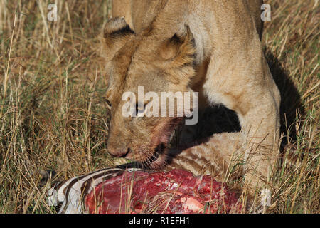 Una leonessa mangiare un fresco ucciso zebra Foto Stock