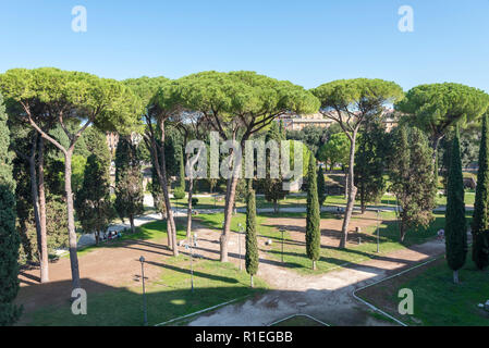 Molti splendidi pini marittimi nel parco, Roma, Italia. Vista di cembro, nome botanico Pinus pinea, noto anche come italiano Pino a ombrello e pino umbrel Foto Stock