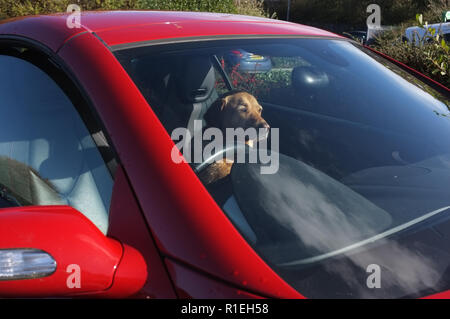 Un Labrador cane in un auto rossa in una giornata di sole. Foto Stock