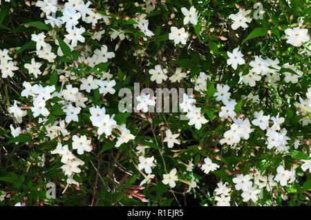 Fiori di Jasminum officinale. Foto Stock