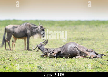 Blue Gnu (Connochaetes taurinus) sdraiato alla nascita di un vitello, Ngorongoro Conservation Area, Tanzania. Foto Stock