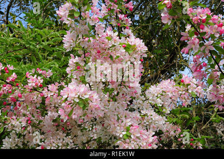 Fiori di wild crab apple, che fiorisce in una siepe.Malus sylvestris Foto Stock