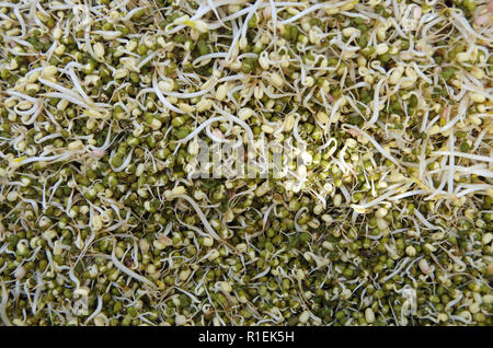 Pila di organico gourmet germogli giardino visto dal di sopra Foto Stock