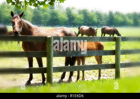 Horse farm con lunghi divisi in legno-rail recinzioni e cavalli in cerca di sollievo da Sun sulla giornata calda. Foto Stock