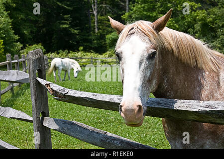 Horse farm con lunghi divisi in legno-rail recinzioni e cavalli in cerca di sollievo da Sun sulla giornata calda. Foto Stock