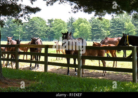 Horse farm con lunghi divisi in legno-rail recinzioni e cavalli in cerca di sollievo da Sun sulla giornata calda. Foto Stock