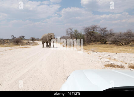 Elefante che attraversa la strada di fronte a jeep - un elefante africano, Loxodonta Africana, a piedi sulla strada, Parco nazionale Etosha, Namibia Africa Foto Stock