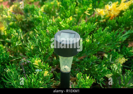 Torcia elettrica solare per giardino nella boccola di ginepro Foto Stock