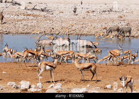 Namibia Wildlife - erbivori intorno waterhole,incluso springbok, zebra, oryx e kudu Okaukuejo camp, il Parco Nazionale di Etosha, Namibia Africa Foto Stock