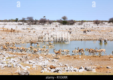 Namibia Wildlife - erbivori intorno waterhole,incluso springbok, Impala, zebra, oryx e kudu Okaukuejo camp, il Parco Nazionale di Etosha, Namibia Africa Foto Stock