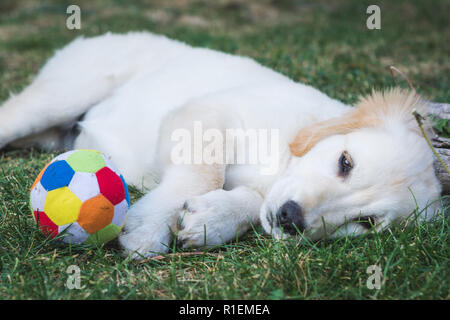 Adorabili golden retriever cucciolo resto sull'erba dopo aver giocato con una palla colorata Foto Stock